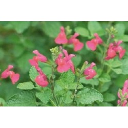 Salvia Microphylla Pink...