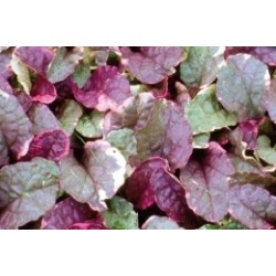 Ajuga Reptans Panache C0.65L