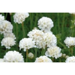 Armeria Maritima Blc C0.65L