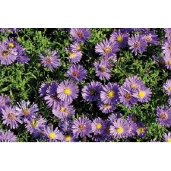 Aster Nain D Automne Bl C0.65L