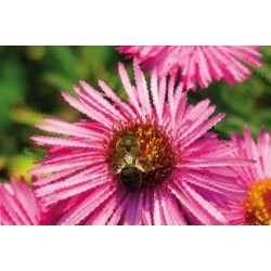 Aster Nain D Automne Rge...