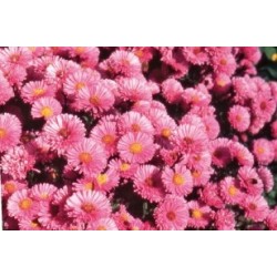 Aster Nain D Automne Rose...