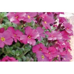 Aubrieta Rge C0.65L