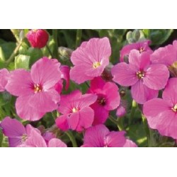 Aubrieta Carmin C0.65L
