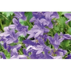 Campanula Poscharskyana Bl...