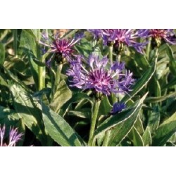 Centaurea Montana C0.65L