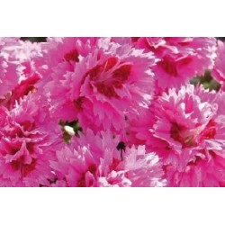 Dianthus Nain Vlt-Rose C0.65L