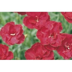 Dianthus Nain Rge C0.65L