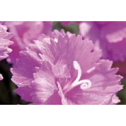 Dianthus Nain Vlt C0.65L