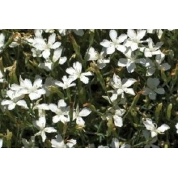 Dianthus Deltoides Blc C0.65L