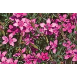 Dianthus Delta Rose C0.65L