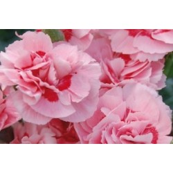 Dianthus Plumarius Oeil...