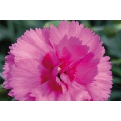 Dianthus Plumarius Oeil...