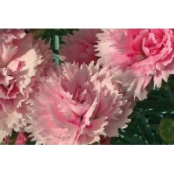 Dianthus Plumarius Frange...