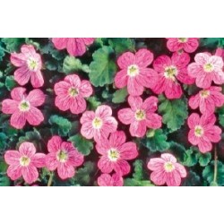 Erodium C0.65L