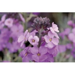 Erysimum Mauve C0.65L