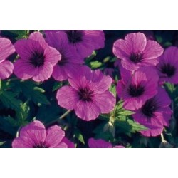 Geranium Subcaulescens Vlt...