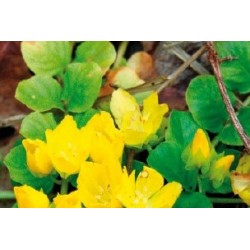 Lysimachia Nummularia C0.65L