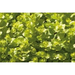 Lysimachia Nummularia Aurea...