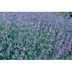 Nepeta Herbe Chat C0.65L