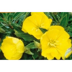 Oenothera Missouri C0.65L