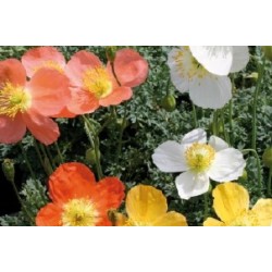 Papaver Alpinum C0.65L