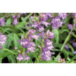 Penstemon Bl C0.65L