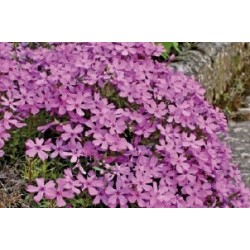 Phloxcous.Pourpre C0.65L