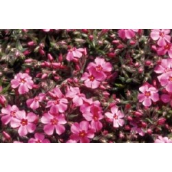 Phloxcous.Rge C0.65L