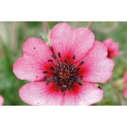 Potentilla Rose C0.65L