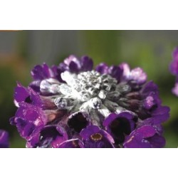 Primula Capitata C0.65L