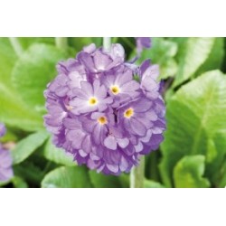 Primula denticulata bl c0.65l