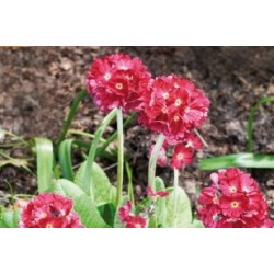 Primula denticulata rge c0.65l