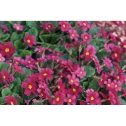 Primula Pruhonicensis C0.65L