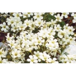 Saxifraga Blc C0.65L