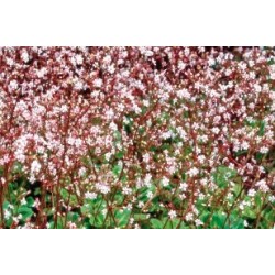 Saxifraga C0.65L