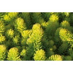 Sedum Rupestre Aureum C0.65L