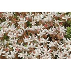 Sedum monregalense c0.65l