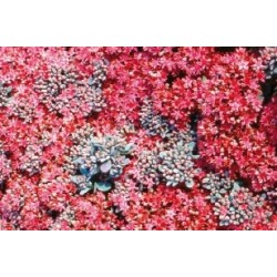 Sedum cauticolum rose c0.65l