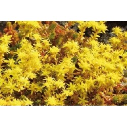 Sedum sexangulare c0.65l