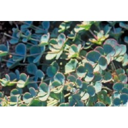 Sedum sieboldii rose c0.65l