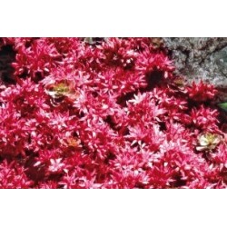 Sedum Spurium C0.65L