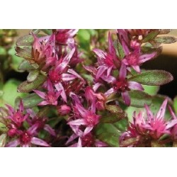Sedum Spurium Rose C0.65L