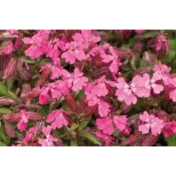 Silene Rose C0.65L