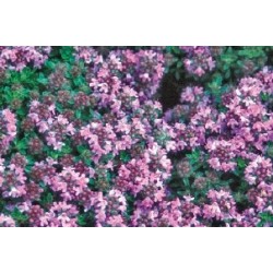 Thym rampant rose c0.65l