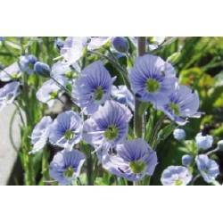 Veronica Bl Clair C0.65L