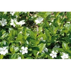 Vinca Minor Blc C0.65L