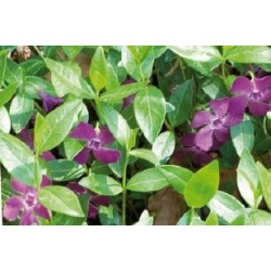 Vinca Minor Pourpre C0.65L