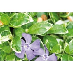 Vinca Minor Panache C0.65L