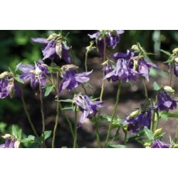 Aquilegia Alpina Bl C0.65L
